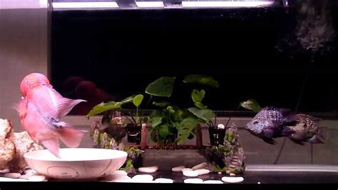 花羅漢 混養